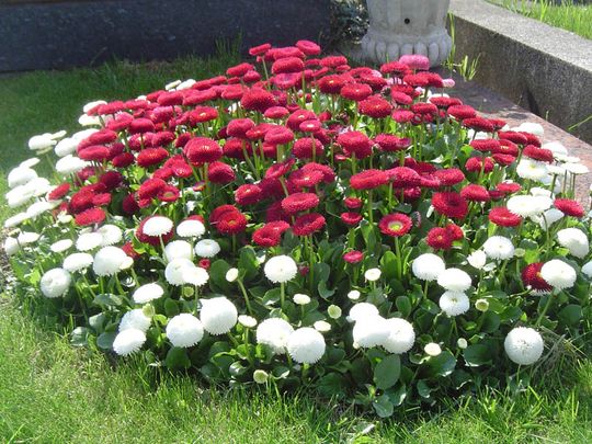 Blumenstrauß kaufen nahe 1100 Wien mit Blumen, die auf einer grünen Wiese wachsen